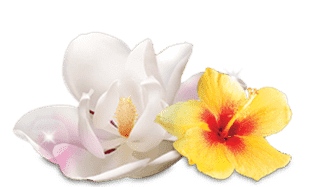 Air Wick Floral Fragrances