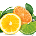 Citrus Fragrance