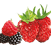 Airwick_Fragrances_1.10_Fruity_A.png